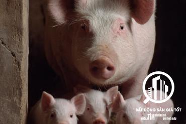 Chuyển nhượng Trang trại chăn nuôi heo 45ha đang cho thuê 2 tỷ /tháng tại Khánh Hòa