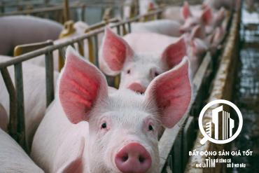 Chuyển nhượng dự án 1050ha Chăn nuôi heo chỉ 80 tỷ