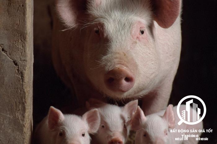 Chuyển nhượng Trang trại chăn nuôi heo 45ha đang cho thuê 2 tỷ /tháng tại Khánh Hòa