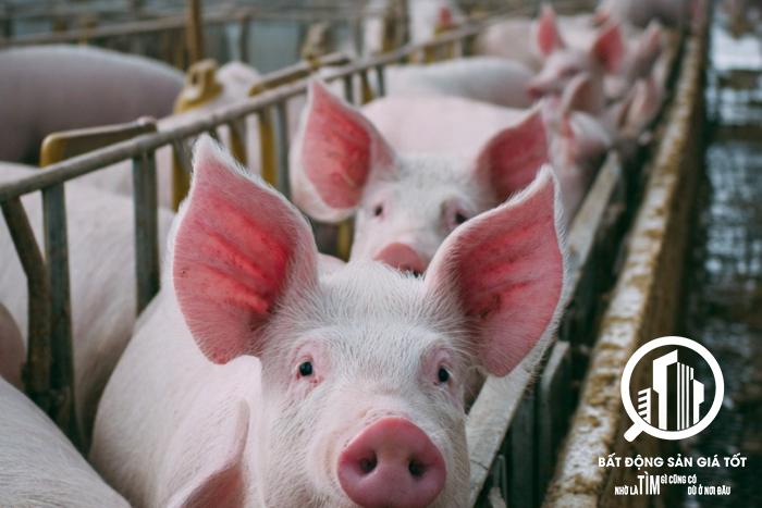 Chuyển nhượng dự án 1050ha Chăn nuôi heo chỉ 80 tỷ
