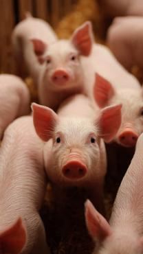 SỐC! TRẠI HEO 9HA – MỖI THÁNG ĐÚT TÚI 1 TỶ – TRẠI MỚI -  CHỦ CẦN BÁN GẤP - TỈNH TÂY NINH