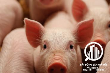 SỐC! TRẠI HEO 9HA – MỖI THÁNG ĐÚT TÚI 1 TỶ – TRẠI MỚI -  CHỦ CẦN BÁN GẤP - TỈNH TÂY NINH