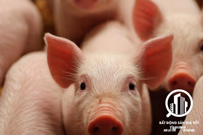 SỐC! TRẠI HEO 9HA – MỖI THÁNG ĐÚT TÚI 1 TỶ – TRẠI MỚI -  CHỦ CẦN BÁN GẤP - TỈNH TÂY NINH