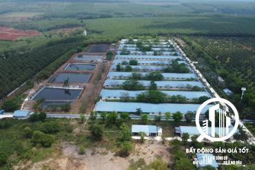 Chỉ 53 tỷ - sở hữu ngay trại heo đang cho thuê 2 tỷ/tháng tại Bù Đăng Bình Phước