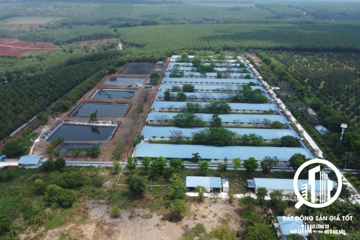 Trại heo 14,5ha đang cho thuê 1,2 tỷ /tháng Xuân Trường - Xuân Lộc - Đồng Nai