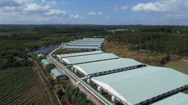 Trại Heo Lâm Đồng ( mới ) đang cho thuê 2 tỷ/tháng