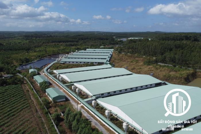 Trại Heo Lâm Đồng ( mới ) đang cho thuê 2 tỷ/tháng